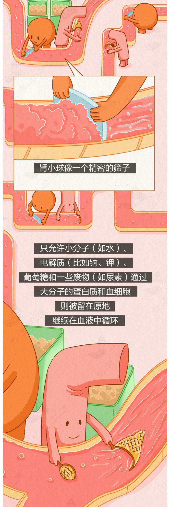 这4个坏习惯，正一点点透支你的肾_03.jpg